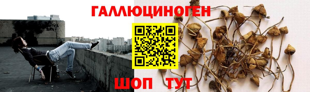 Псилоцибиновые грибы GOLDEN TEACHER Коркино
